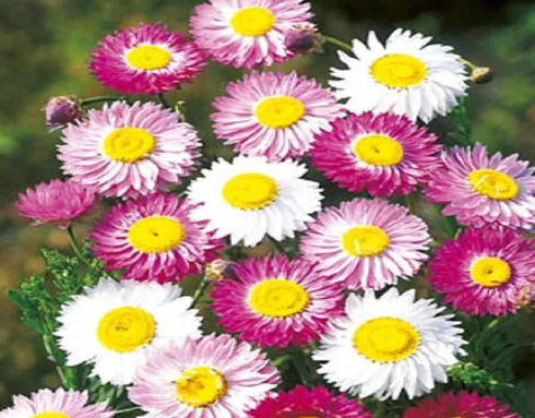 Acroclinium flower seeds